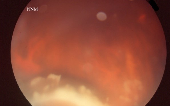 Image 1f